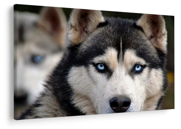 Obraz psa husky (90x60 cm)