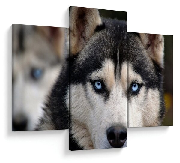 Obraz psa husky (90x60 cm)