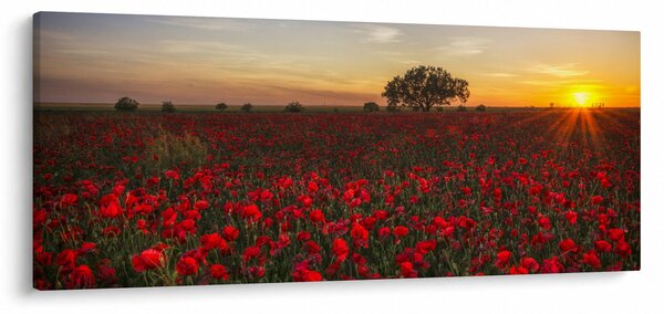 Obraz lúky s vlčími makmi (120x50 cm)