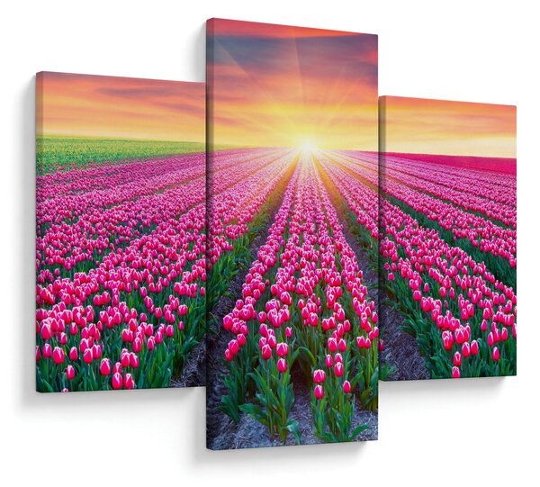 Obraz poľa tulipánov so slnkom (90x60 cm)