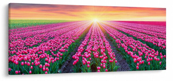 Obraz poľa tulipánov so slnkom (120x50 cm)