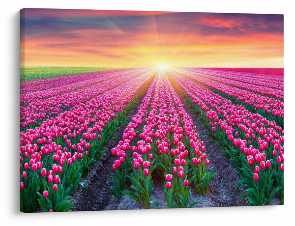Obraz poľa tulipánov so slnkom (70x50 cm)
