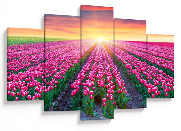 Obraz poľa tulipánov so slnkom (150x105 cm)