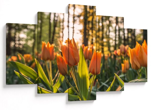 Obraz - oranžové tulipány (150x105 cm)