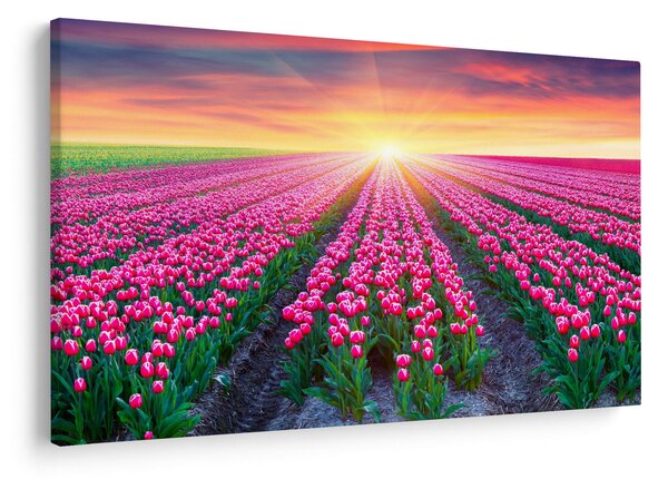 Obraz poľa tulipánov so slnkom (90x60 cm)