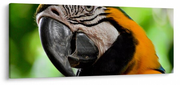 Obraz papagája (120x50 cm)