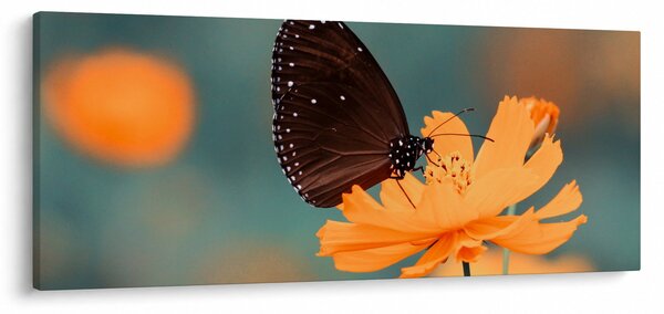 Obraz - motýľ na oranžovom kvete (120x50 cm)