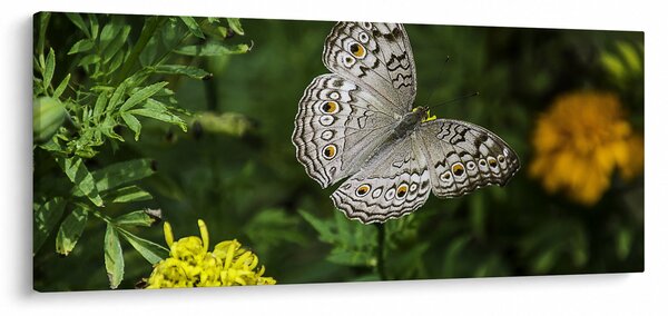 Obraz - biely motýľ (120x50 cm)