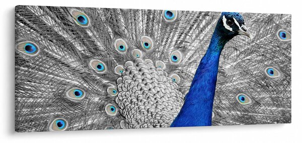 Obraz - modrý páv (120x50 cm)