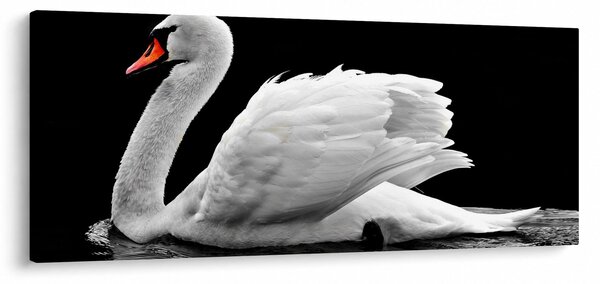 Obraz čiernobielej labute (120x50 cm)