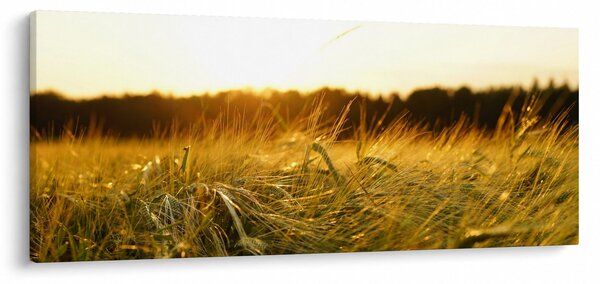 Obraz orosenej trávy (120x50 cm)
