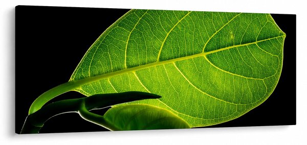 Obraz - zelený list (120x50 cm)