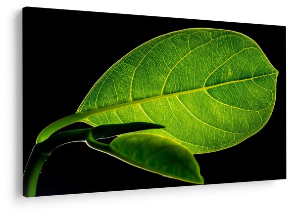 Obraz - zelený list (90x60 cm)