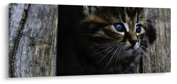 Obraz mačiatka (120x50 cm)
