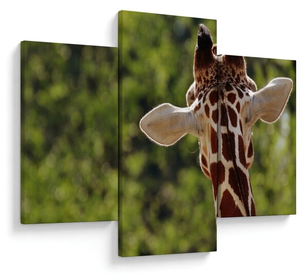 Obraz žirafy zozadu (90x60 cm)