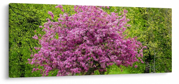 Obraz rozkvitnutého stromu na lúke (120x50 cm)