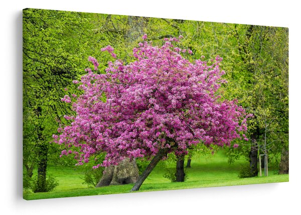 Obraz rozkvitnutého stromu na lúke (90x60 cm)