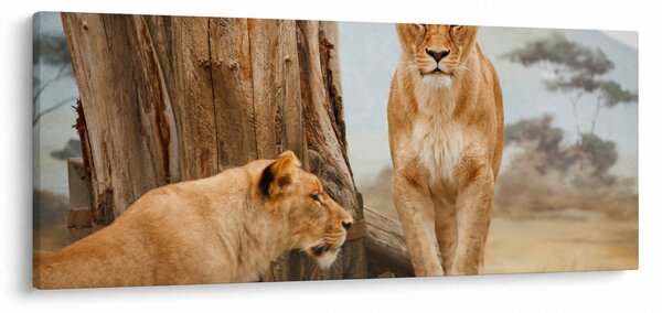 Obraz - dve levice (120x50 cm)