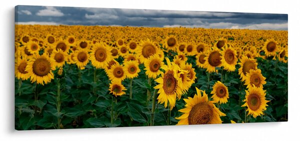 Obraz slnečnicového poľa (120x50 cm)