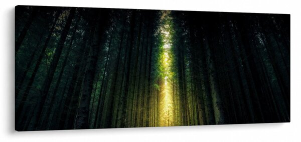 Obraz temného lesa (120x50 cm)