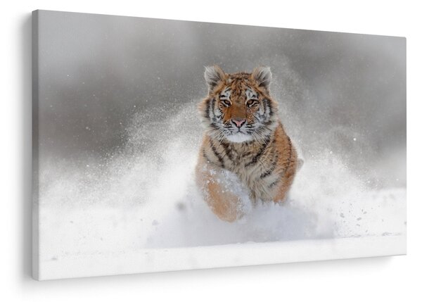 Obraz bežiaceho tigra v snehu (90x60 cm)