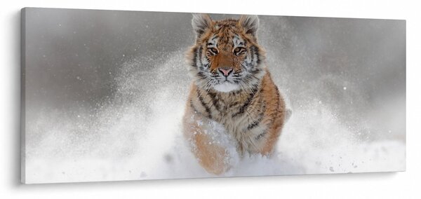 Obraz bežiaceho tigra v snehu (120x50 cm)