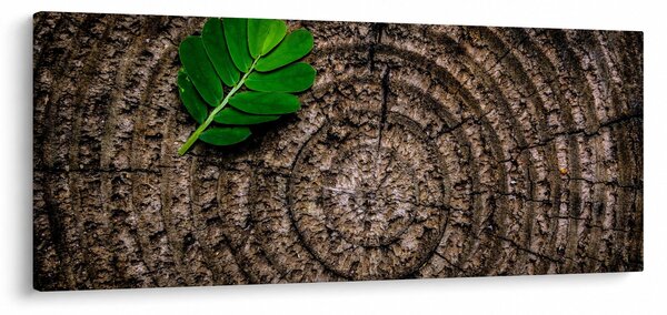 Obraz listu na kmeni stromu (120x50 cm)