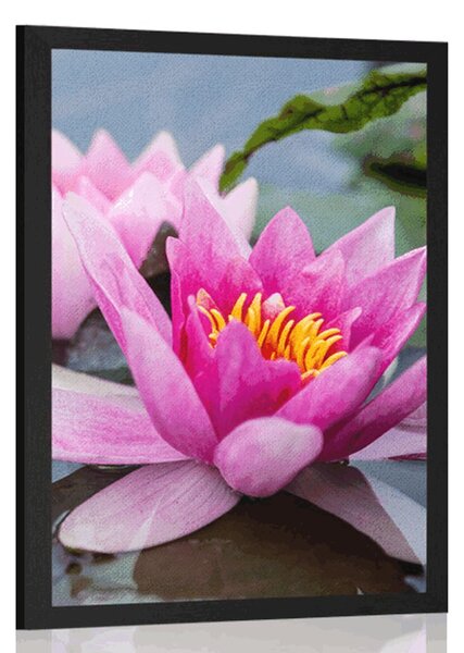 Plagát ružový lotosový kvet - 20x30 black