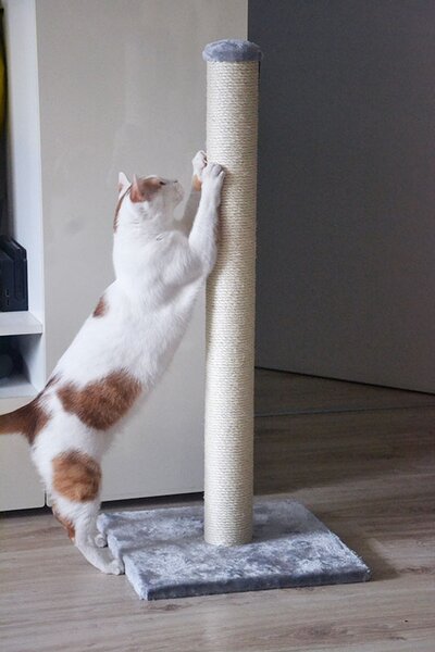 Škrabací stĺpik Anzio sivá 90cm, Nobby, Výber Kupujem pre útulkáčov