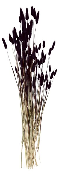 Sušené dekoratívne kvety Lagurus Ovatus Dark Fuchsia