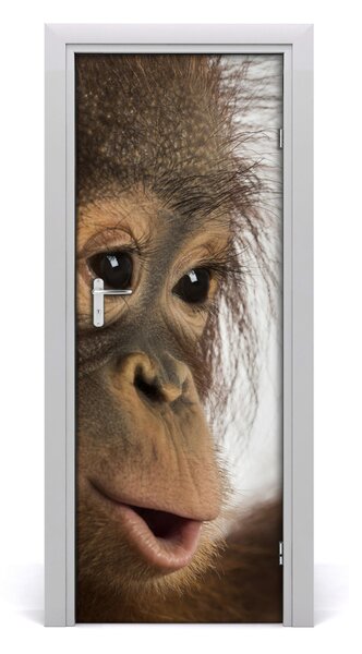 Samolepiace fototapety na dvere mladý orangutan 75x205 cm