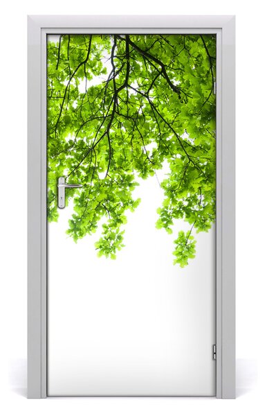Fototapeta samolepiace koruna stromu 95x205 cm