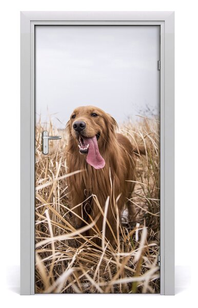 Samolepiace fototapety na dvere golden retriever 95x205 cm