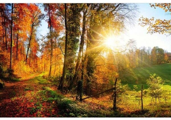 DIMEX | Vliesové fototapety na stenu Prechádzka lesom MS-5-0065 | 375 x 250 cm | oranžová, zelená