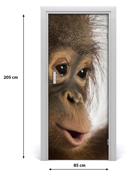 Samolepiace fototapety na dvere mladý orangutan 85x205 cm