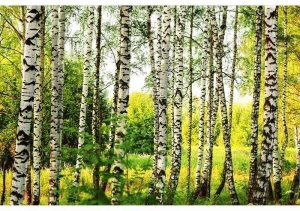 DIMEX | Vliesové fototapety na stenu Brezový les MS-5-0094 | 375 x 250 cm | biela, čierna, zelená