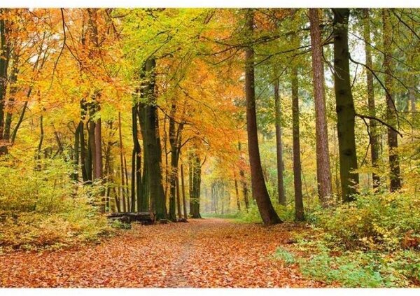 Fototapeta - Jesenný les