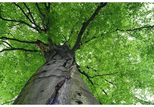 DIMEX | Vliesové fototapety na stenu Koruna stromu MS-5-0101 | 375 x 250 cm | šedá, zelená