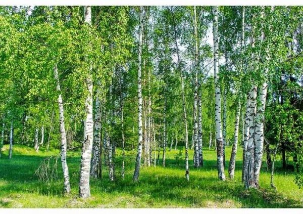 DIMEX | Vliesové fototapety na stenu Brezový háj MS-5-0100 | 375 x 250 cm | biela, čierna, zelená