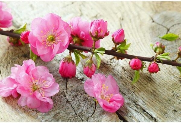 DIMEX | Vliesové fototapety na stenu Sakura MS-5-0109 | 375 x 250 cm | ružová, zelená, béžová