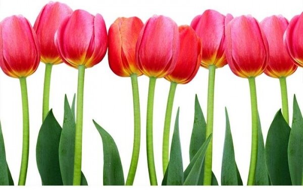 DIMEX | Vliesové fototapety na stenu Tulipány MS-5-0126 | 375 x 250 cm | zelená, červená, biela