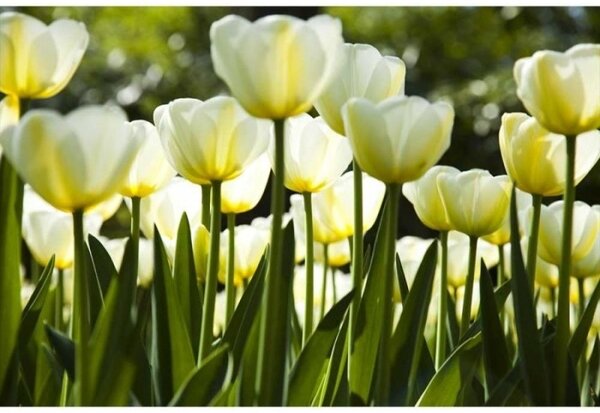 DIMEX | Vliesové fototapety na stenu Biele tulipány MS-5-0127 | 375 x 250 cm | žltá, zelená, biela