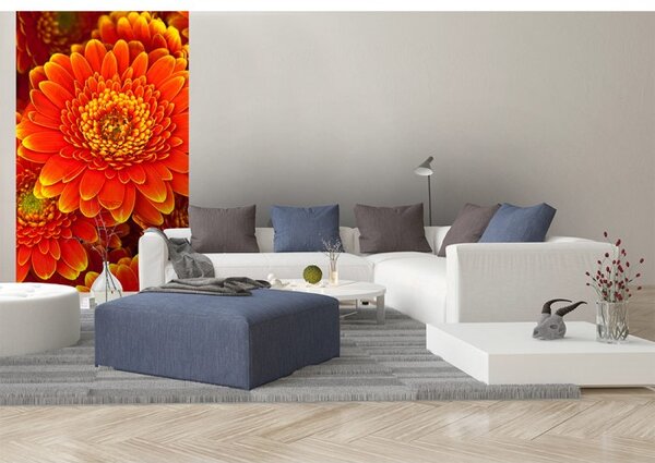 DIMEX | Vliesové fototapety na stenu Gerbera MS-2-0131 | 150 x 250 cm | červená, žltá