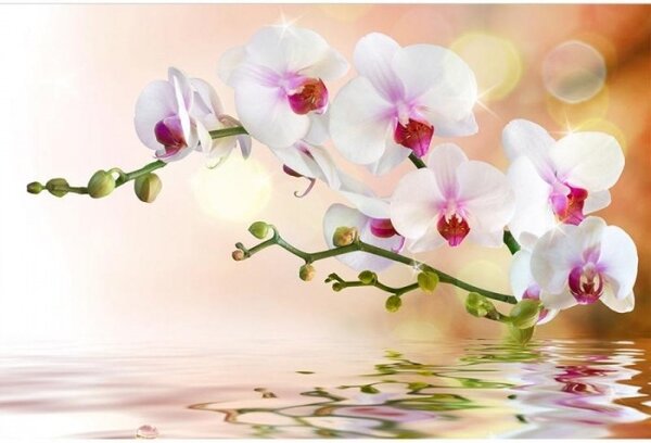 DIMEX | Vliesové fototapety na stenu Biela orchidea MS-5-0147 | 375 x 250 cm | biela, zelená, ružová, oranžová
