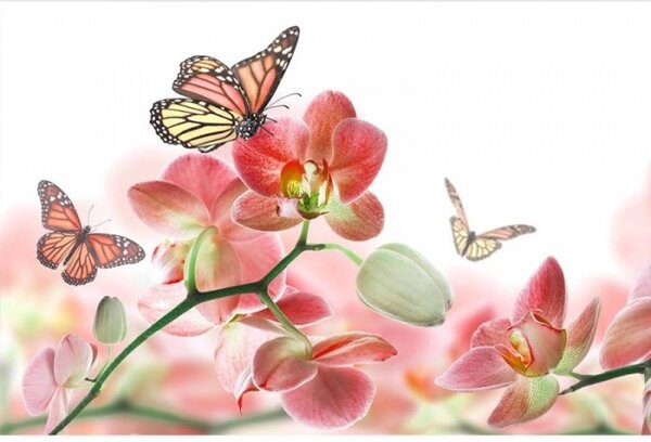 DIMEX | Vliesové fototapety na stenu Motýle a orchidey MS-5-0146 | 375 x 250 cm | biela, viacfarebná