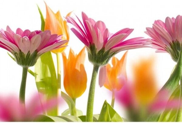 DIMEX | Vliesové fototapety na stenu Jarné kvety MS-5-0142 | 375 x 250 cm | biela, ružová, žltá, zelená