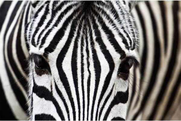DIMEX | Vliesové fototapety na stenu Zebra MS-5-0234 | 375 x 250 cm | čierna, biela