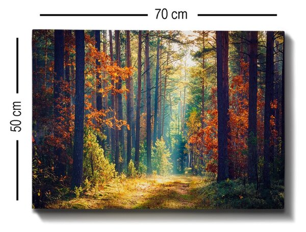 Wallity Obraz na plátne Zázračný les 50x70 cm