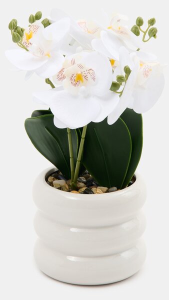 Sinsay - Dekoratívna rastlina v kvetináči – orchidea - biela