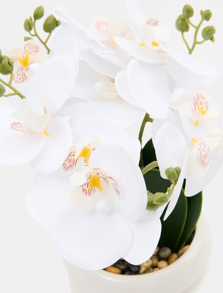 Sinsay - Dekoratívna rastlina v kvetináči – orchidea - biela